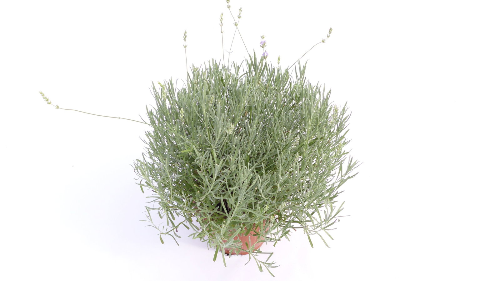 echter Lavendel XL BUSCH Ø 40cm, Höhe 40 cm, Lavandula Angustifolia Kräuter Pflanze Kräuterküche