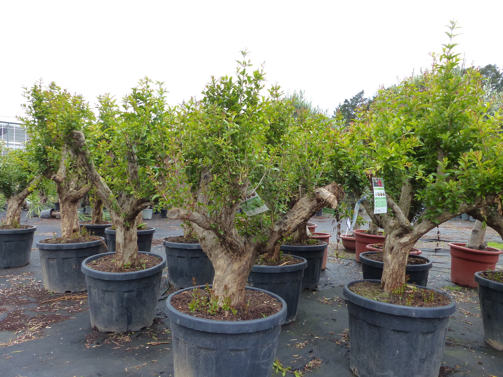 Punica Granatum 160 - 190 cm, uriger, alter & knorriger Granatapfelbaum | Stamm Ø 40-50