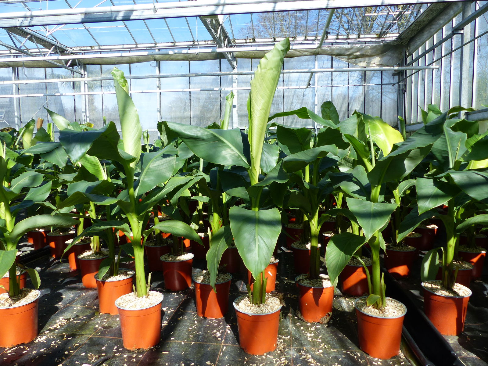 Bananenstaude Musa Basjoo 80 - 100 cm winterhart Staude japanische Faserbanane