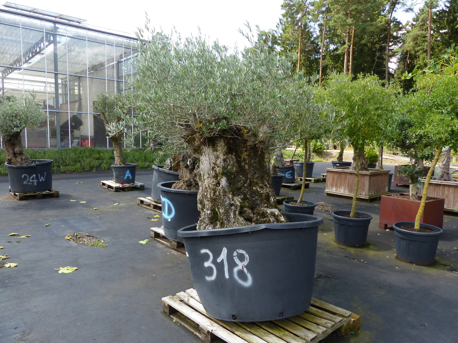 exakt dieser Baum Nr. 318, Angebot, 180 cm, Olivenbaum, Bonsai, knorrige alte urige Olive winterhart