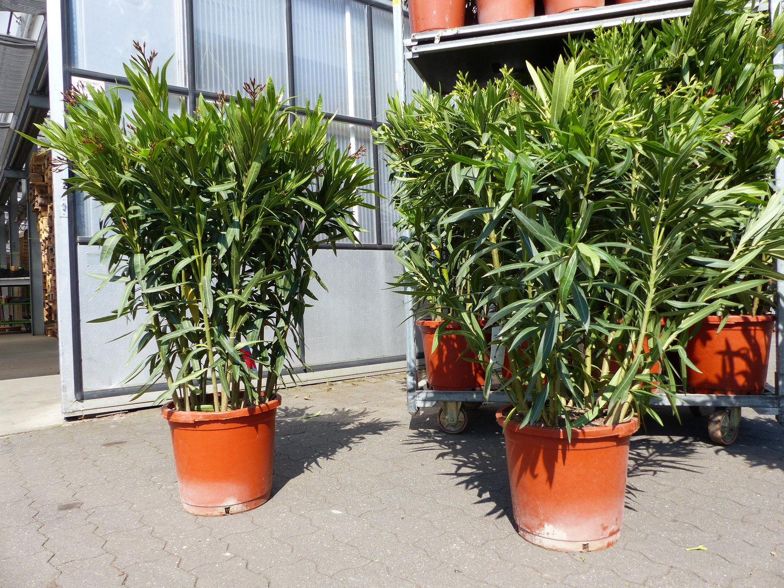 Oleander Premiumqualität 110 - 130 cm Busch Nerium Krone Ø90 cm Rosenlorbeer Premium rot, rosa oder weiß