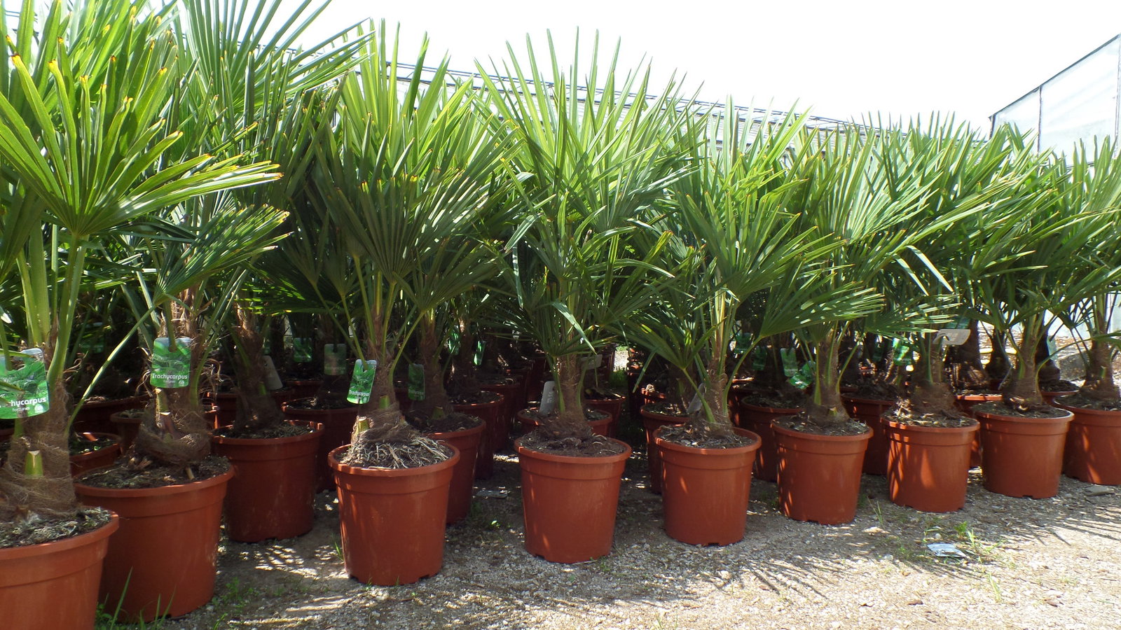 Palme XL 120-150 cm Trachycarpus fortunei, Hanfpalme, winterhart bis -18°C