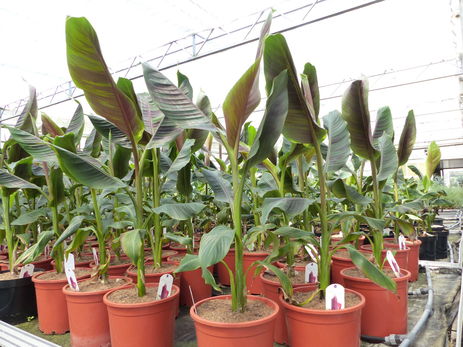 Bananenstaude Banane Musa Sikkimensis Red Tiger Banane 100 - 120 cm  winterhart Staude