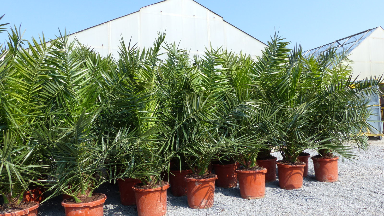 2 Stück Palme XXL 180 cm Phoenix canariensis, kanarische Dattelpalme, winterhart