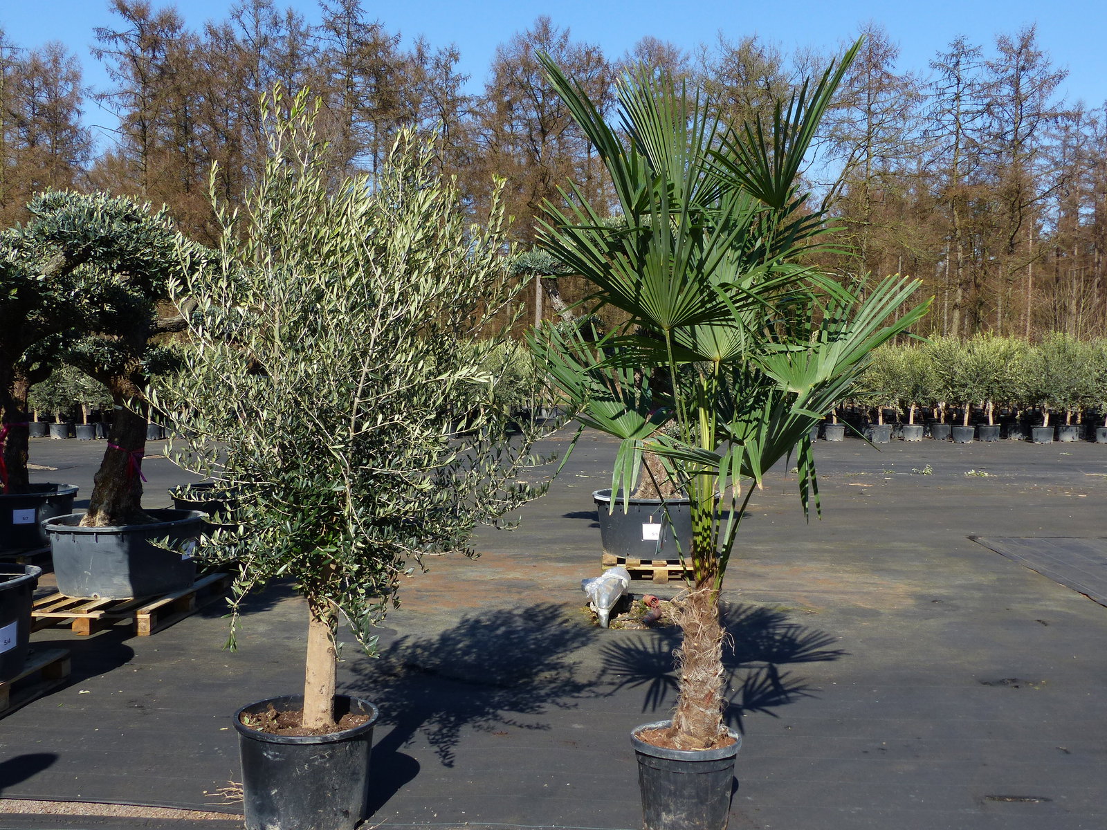 Olivenbaum 20J 180 - 220 cm St.20-30  + 20L Palme St.40 - 60 cm im Set, beste Qualität, winterhart, Trachycarpus Olive