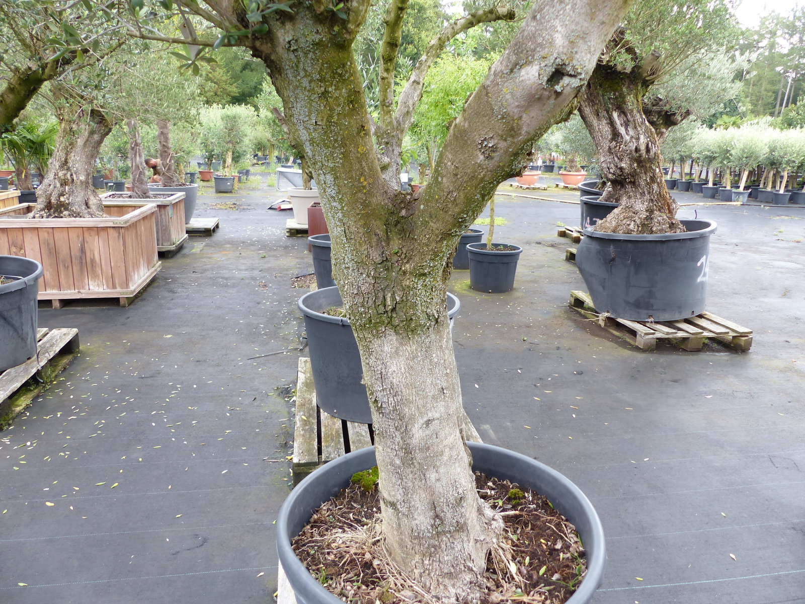 exakt dieser Baum Nr. B , 225 cm, Olivenbaum 'Angebot' verzweigte Olive winterhart
