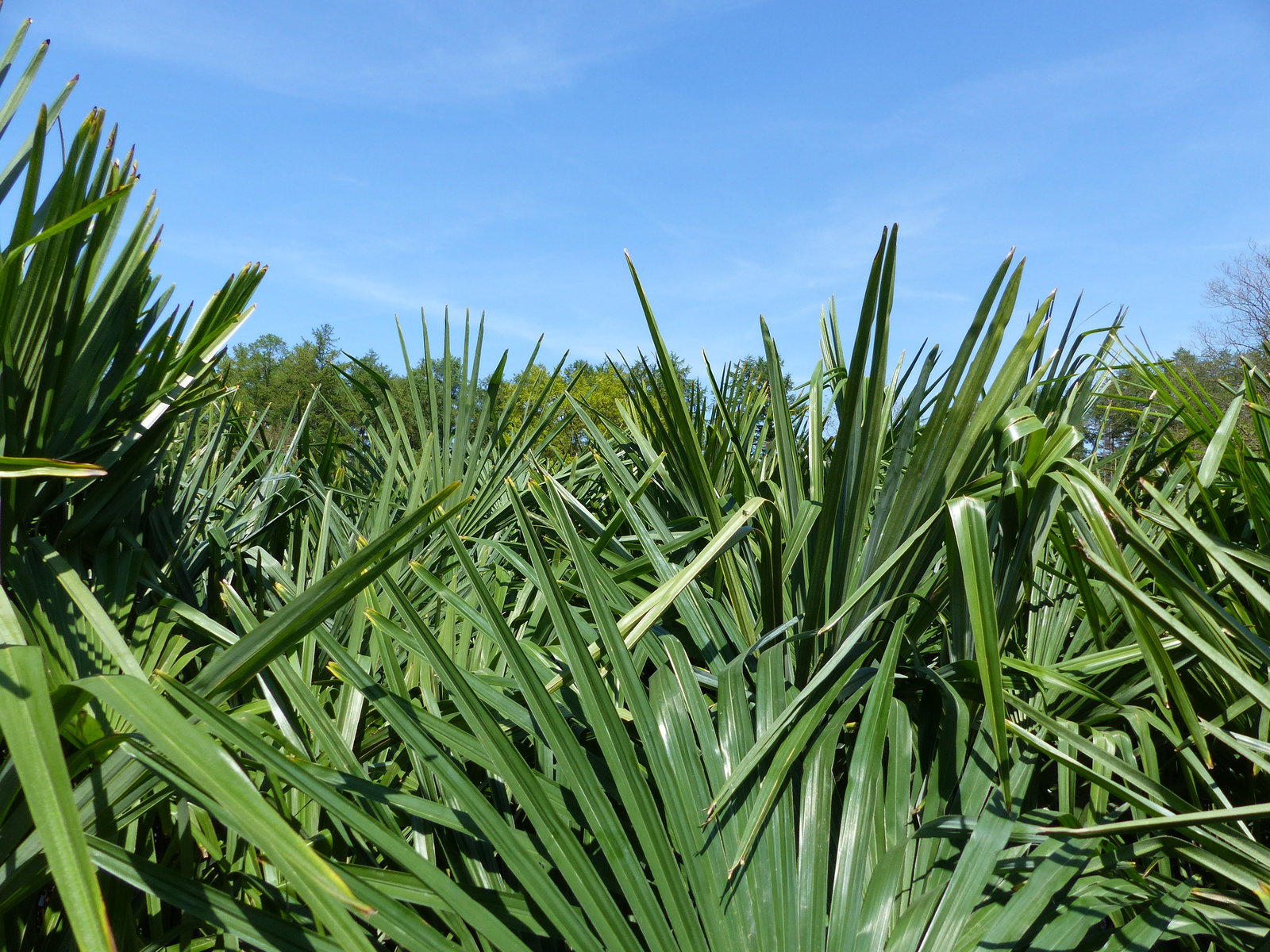 3 Stück XXL Palme winterhart 190 - 220 cm Trachycarpus fortunei, Hanfpalme, Top-Qualität