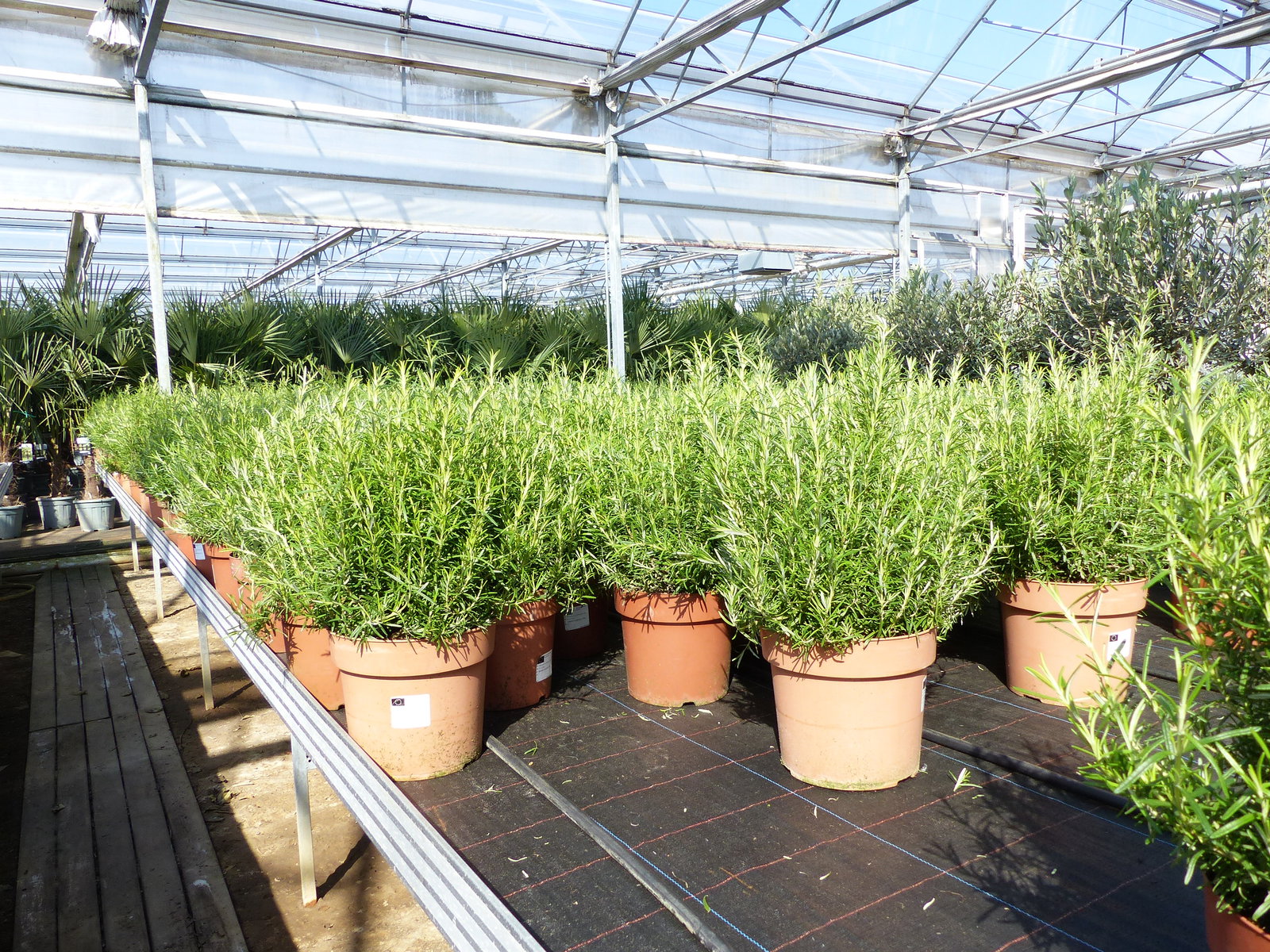 echter Rosmarin Officinalis 50 - 60 cm Höhe, XL Busch Ø 25-30 cm, stehend, winterhart Kräuter