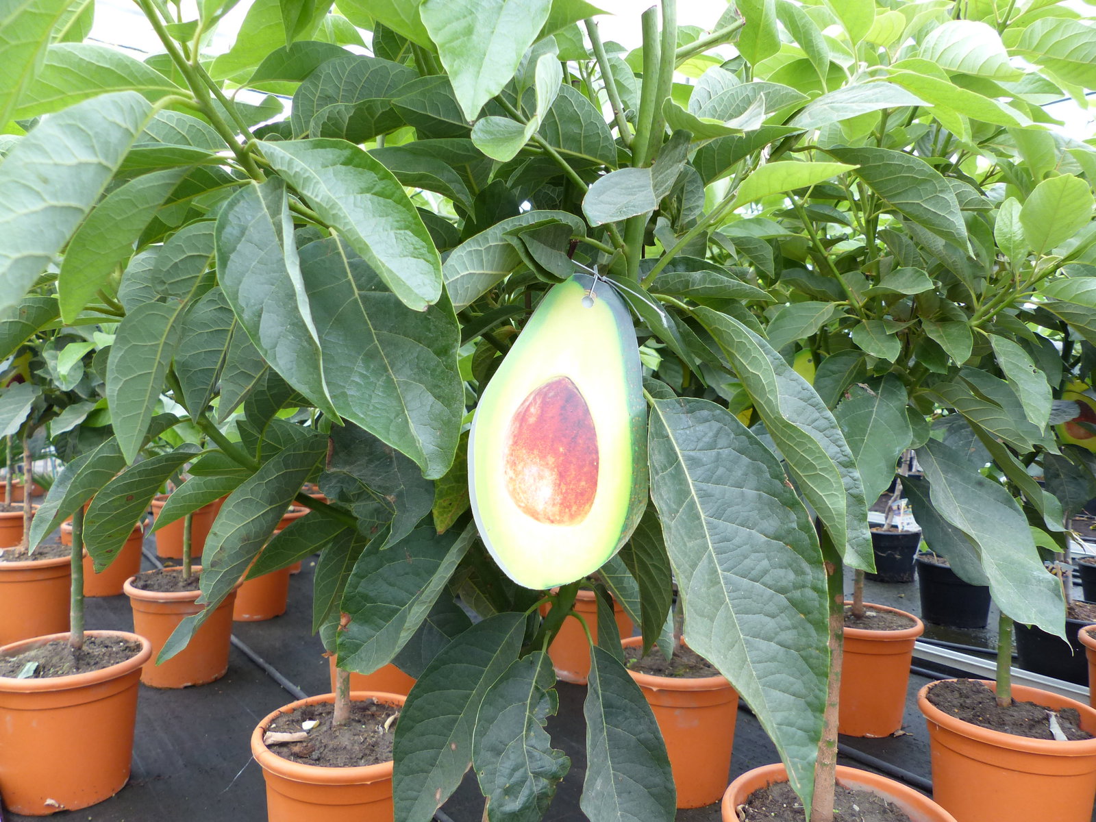 Avocadobaum Avocado Mexicola 100-140 cm veredelt, Persea americana Avocadopflanze, tropische Früchte Pflanze