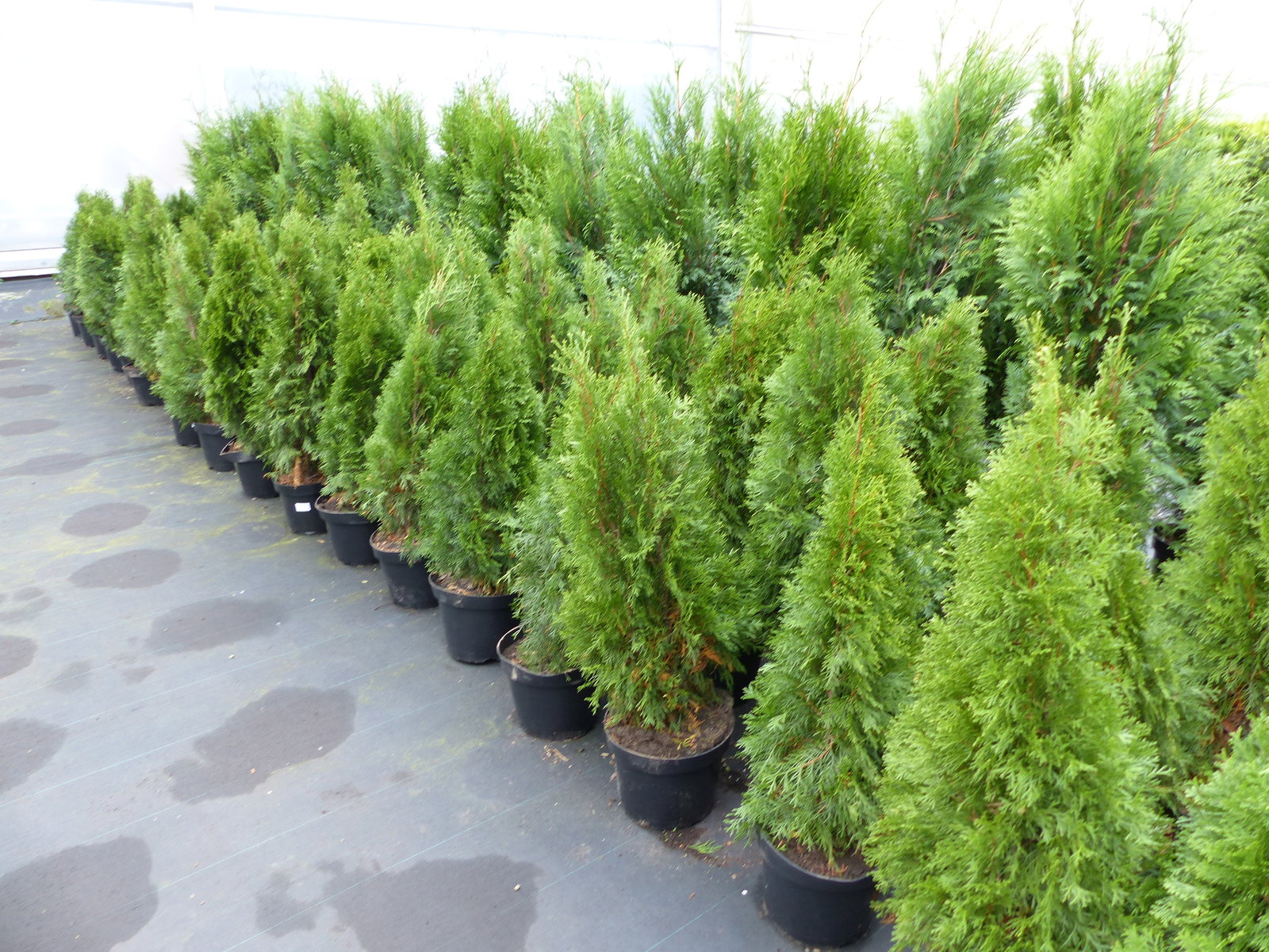 Thuja occ. Smaragd 100-120 cm, buschige Heckenpflanze, Formschnitt, immergrün