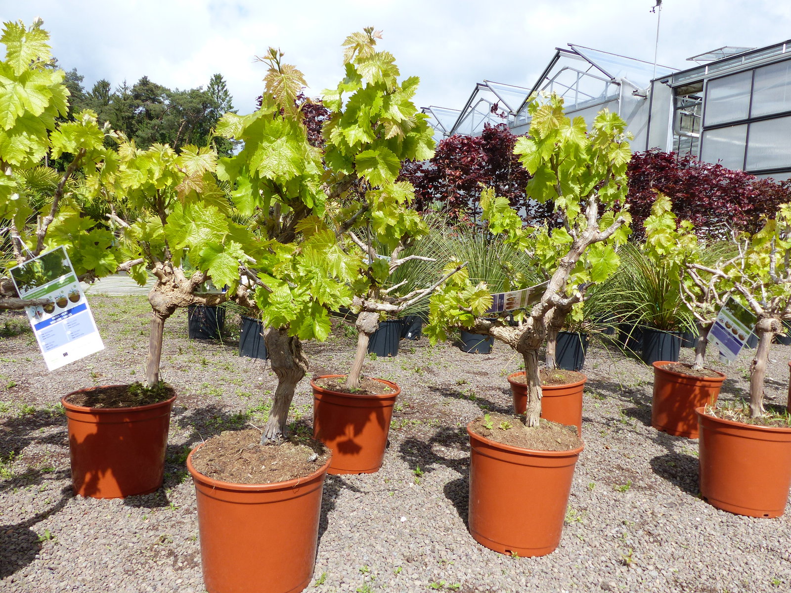 Vitis Vinifera kernlos rote & helle Trauben Weinstock, knorrige Weinrebe, Weintraube