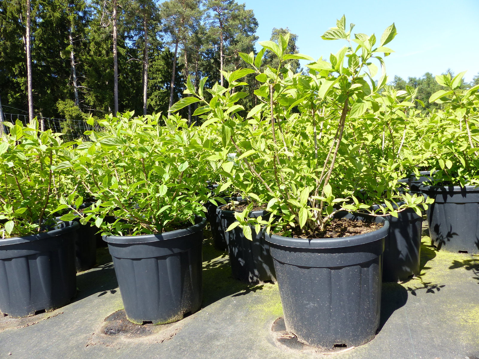 Hortensie Rispenhortensie 70 cm Limelight weiß Hydrangea Paniculata winterhart