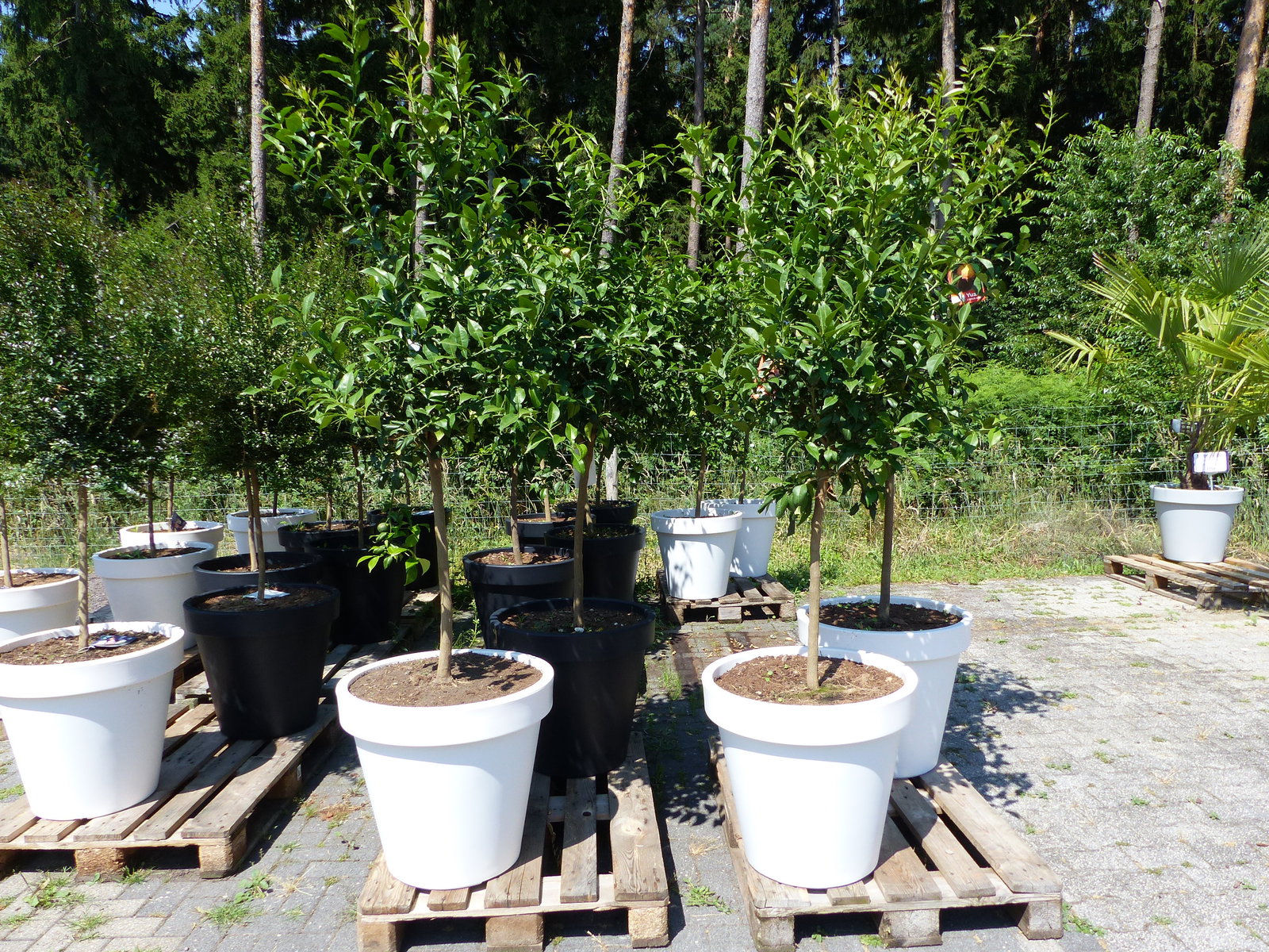 Citrus Yuzu | 190 - 210 cm | im E&K Pflanzkübel | Zitronenbaum | Zitrone | japanische Zitrone | winterhart
