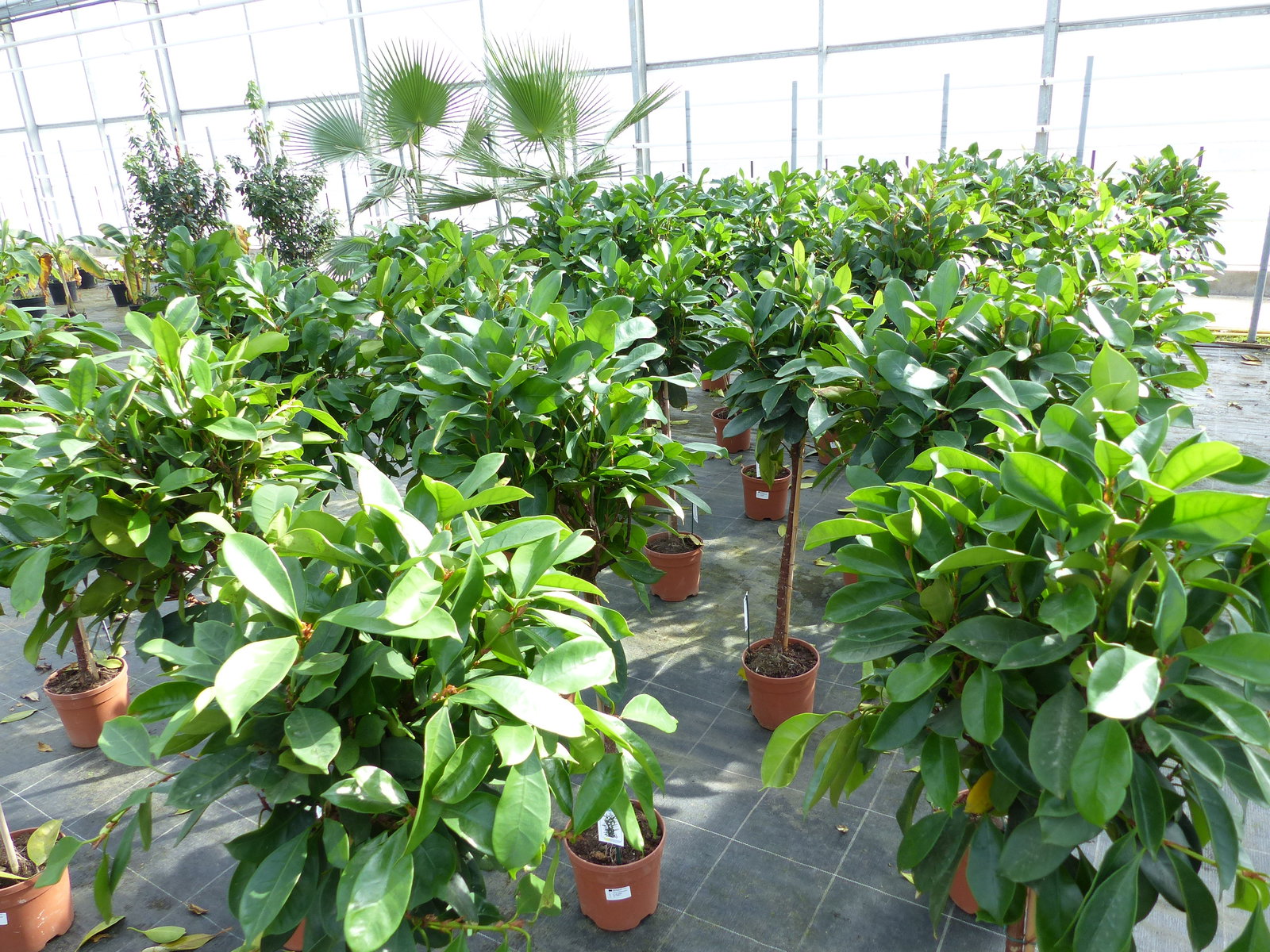 Ficus cyathispula | Becherfeige | Afrikanischer Feigenbaum | 120 - 140 cm | Feige | Stamm | Premiumqualität