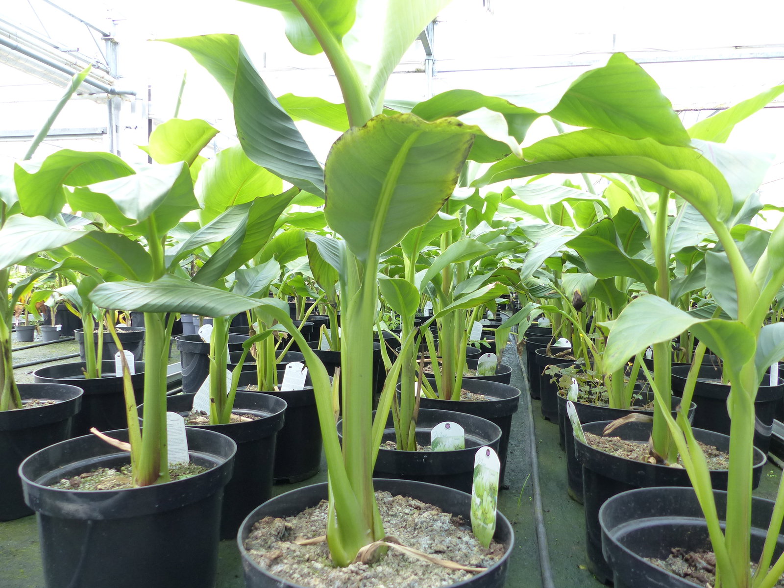 2 Stück Bananenstaude Musa Basjoo 60 - 80 cm winterhart Staude japanische Faserbanane