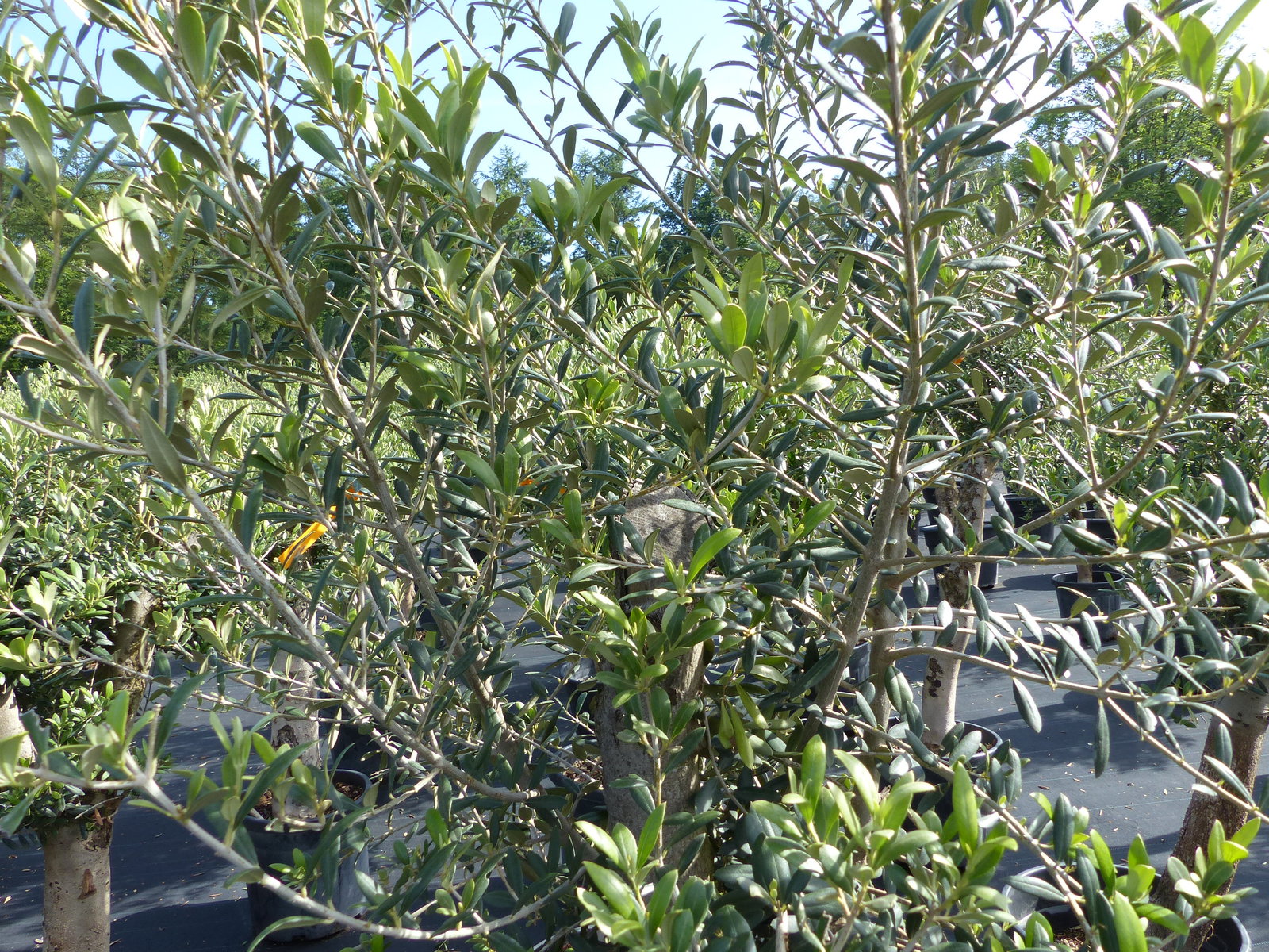 Olivenbaum Olive "Angebot" 150 - 180 cm, beste Qualität, winterhart, Olea Europaea