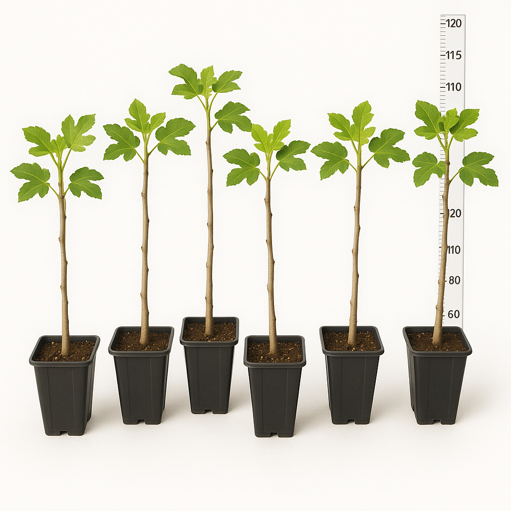 Feigenbaum 100 cm Obstbaum winterhart Ficus Carica, Feige, Obst