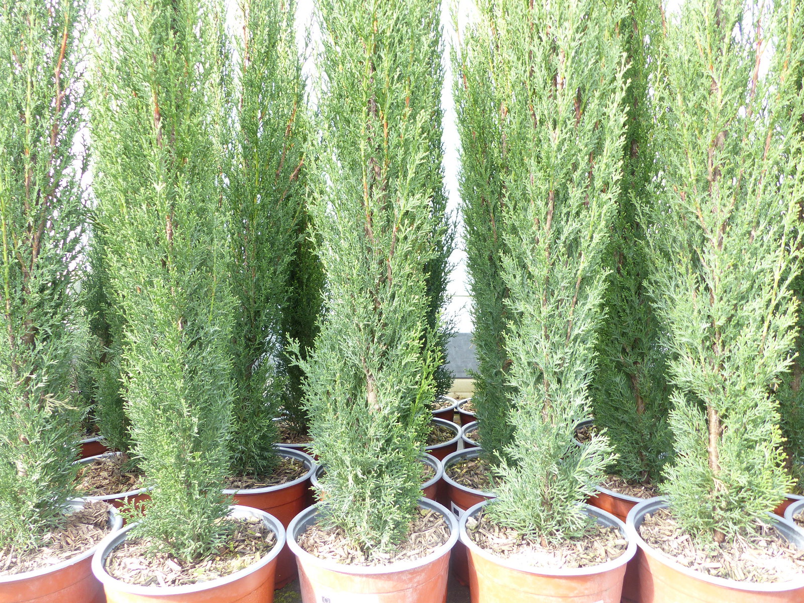 5 x Mittelmeerzypresse Cupressus Sempervirens Totem 100 - 120 cm Toskana Zypresse