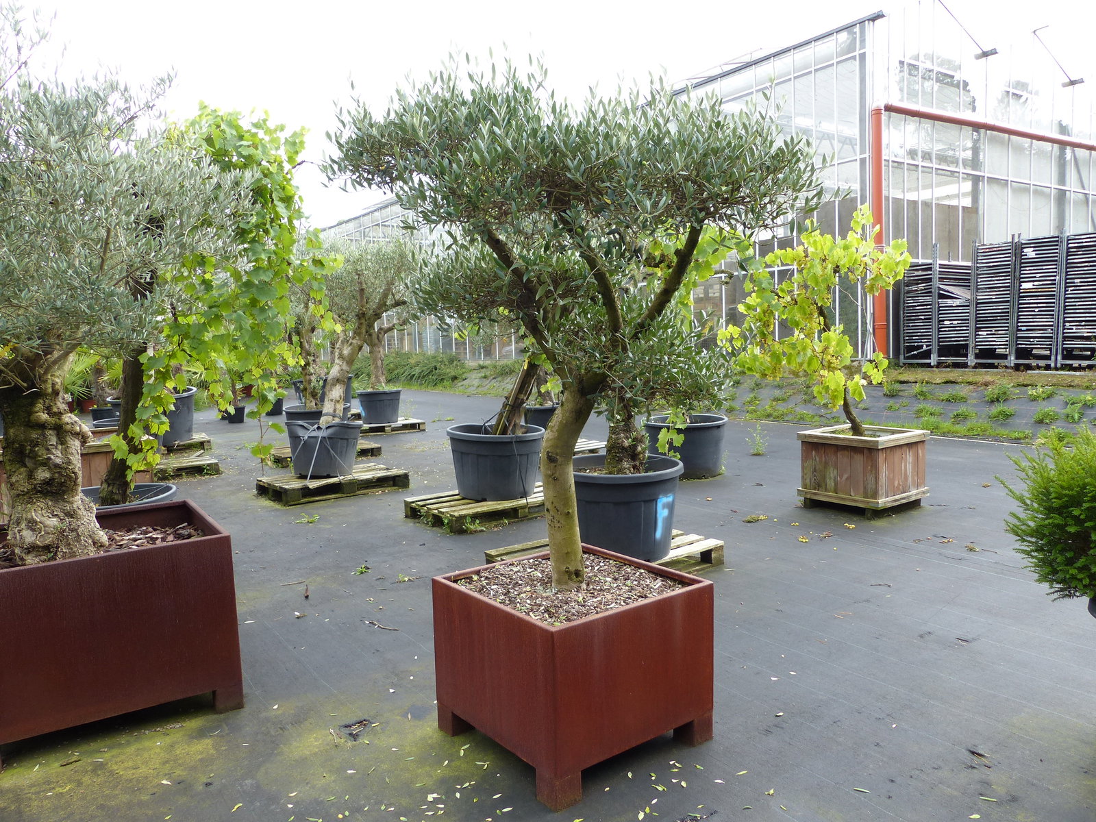 genau dieser Olivenbaum 195 cm Olea Europaea Pon Pon Olive winterhart im Cortenstahlkübel 70 x 70 cm