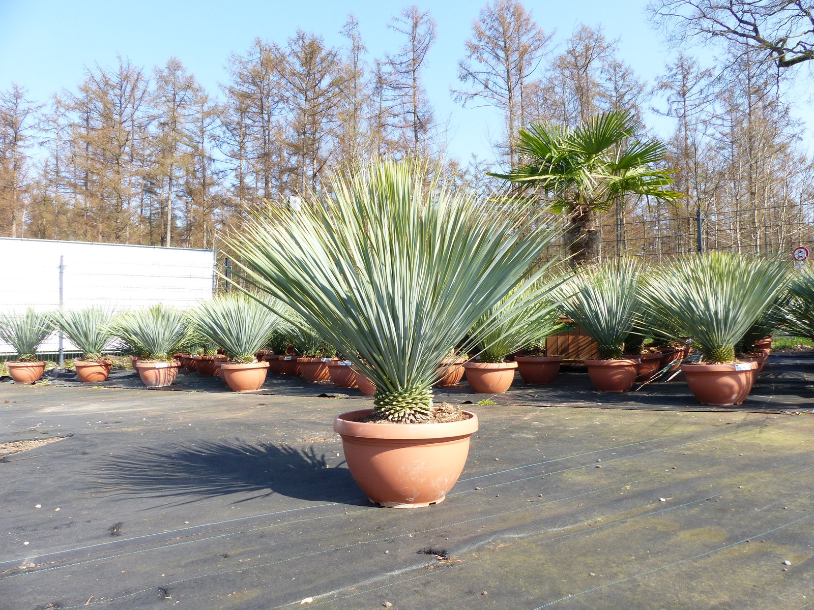 Yucca Rostrata 80 - 100 cm in Bonsai Schale | winterhart | Ø Krone 70 - 100 cm