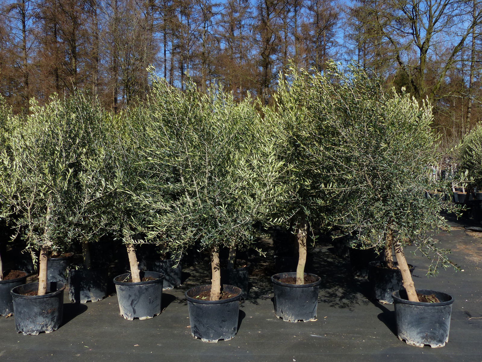 8x Olivenbaum Olive "20 Jahre" 180 - 220 cm, beste Qualität, Stammumfang 20 - 30 cm, winterhart, Olea Europaea