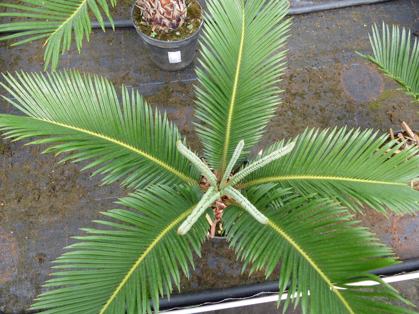 Cycas Revoluta 60 cm Palmfarn Sagopalme Palme, innen + außen