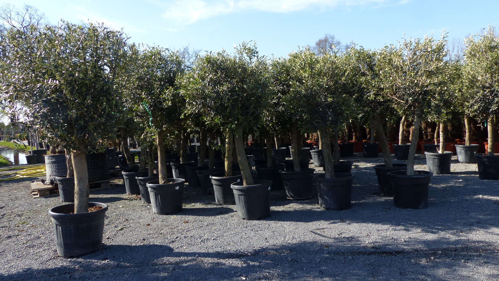 Olivenbaum Olive "20 Jahre" beste Qualität, Stammumfang 20 - 30 cm, winterhart, Olea Europaea