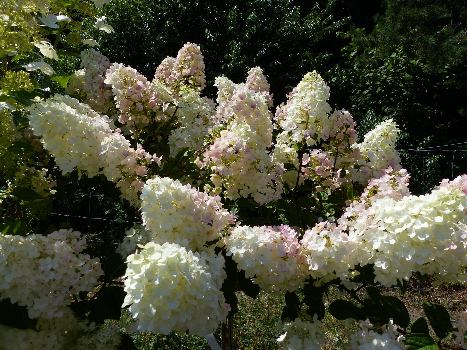 Hortensie Rispenhortensie Stamm im E&K Pflanzkübel 200 - 230 cm div. Sorten Hydrangea Paniculata winterhart