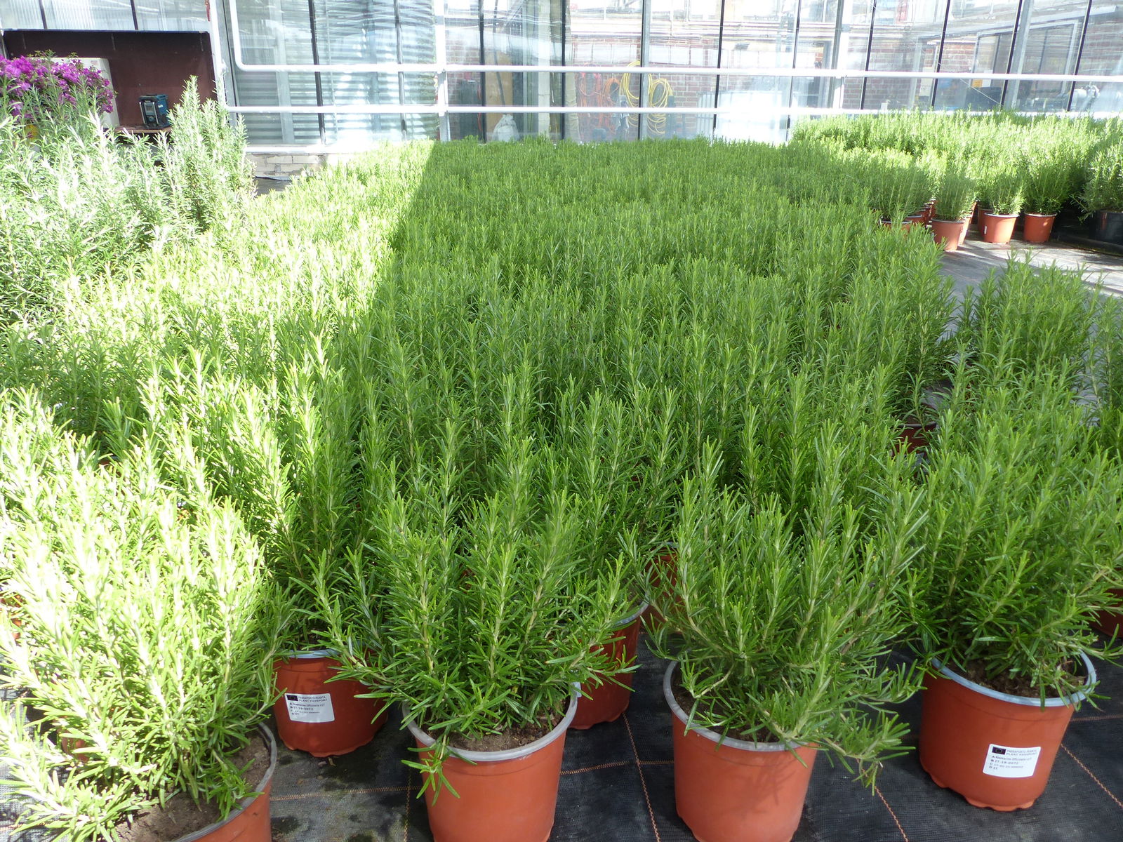 5x echter Rosmarin Officinalis 50 - 60 cm Höhe, XL Busch Ø 25-30 cm, stehend, winterhart Kräuter