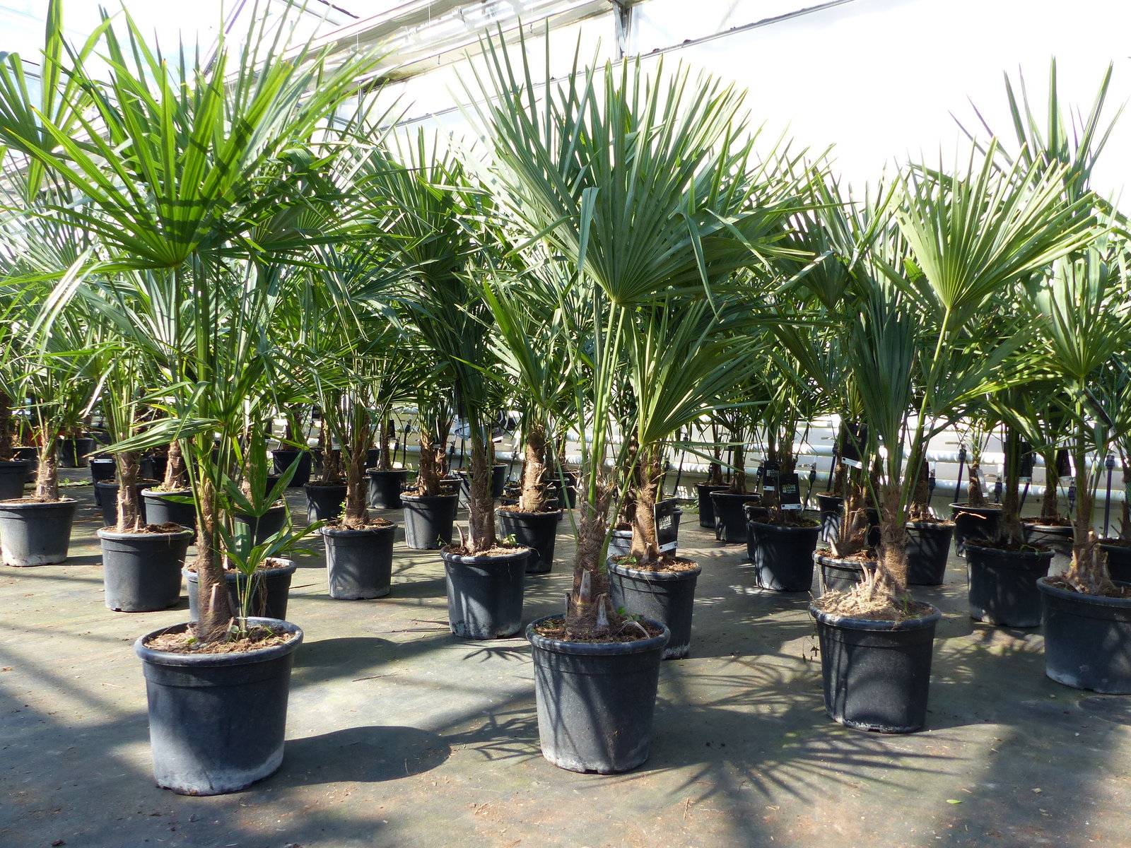 Trachycarpus fortunei 140 cm Palme Hanfpalme, winterhart bis -18°C