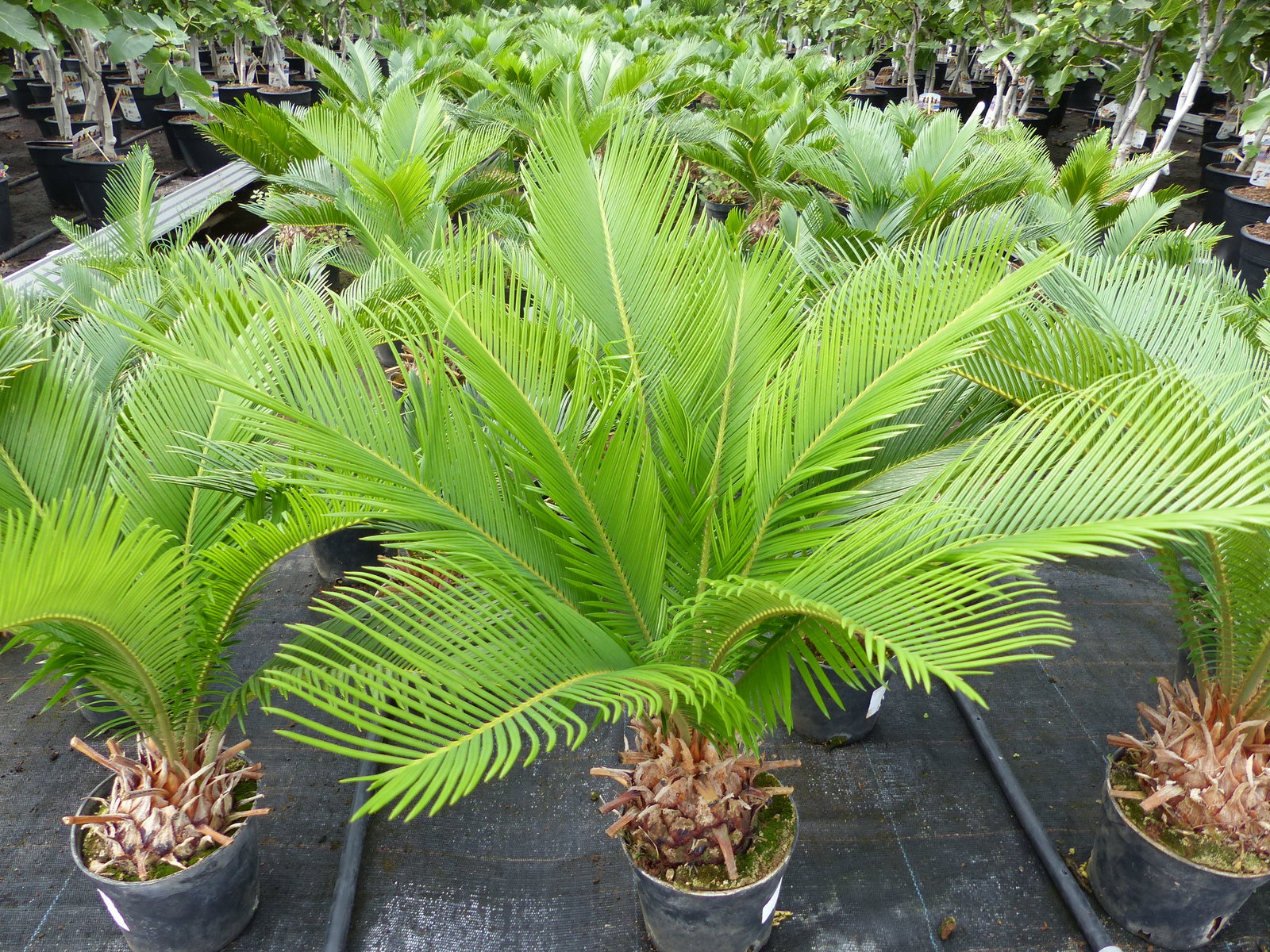 Cycas Revoluta 60 cm Palmfarn Sagopalme Palme, innen + außen