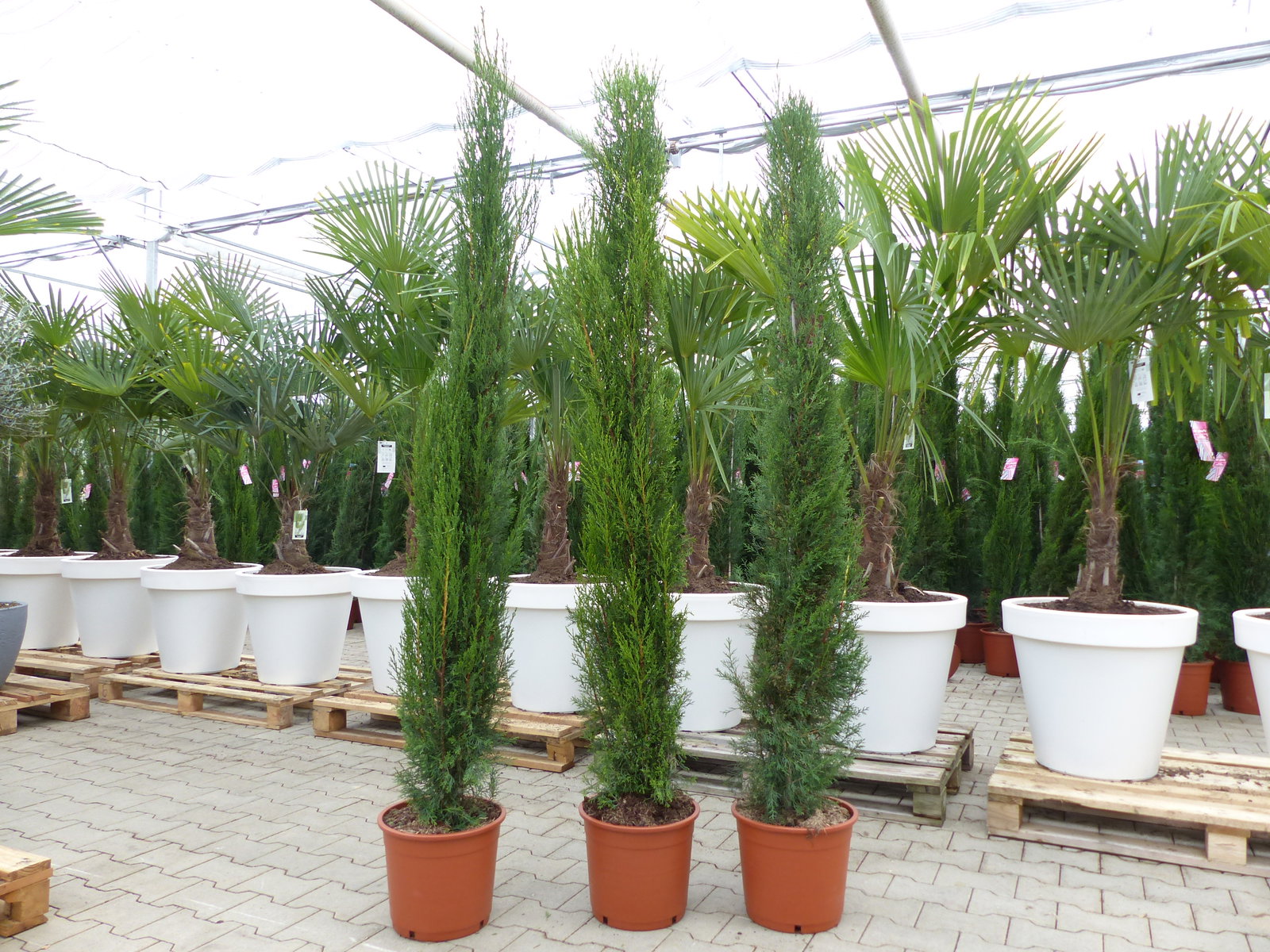1x Mittelmeerzypresse 200 cm Säulen Toskana Zypressen Zypresse Cupressus Semper.