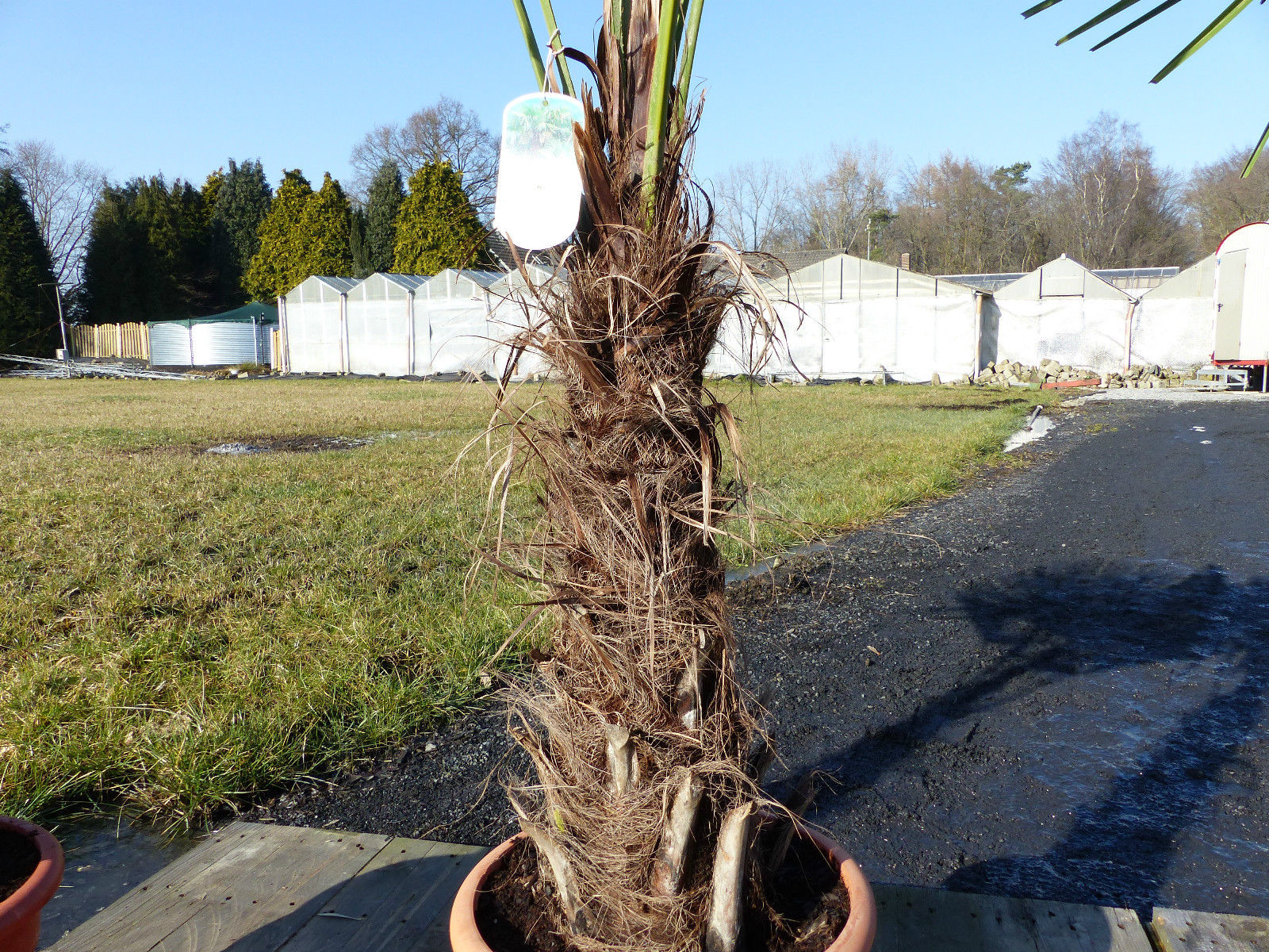 XXL Palme winterhart 180 cm Trachycarpus fortunei, Hanfpalme, Top-Qualität