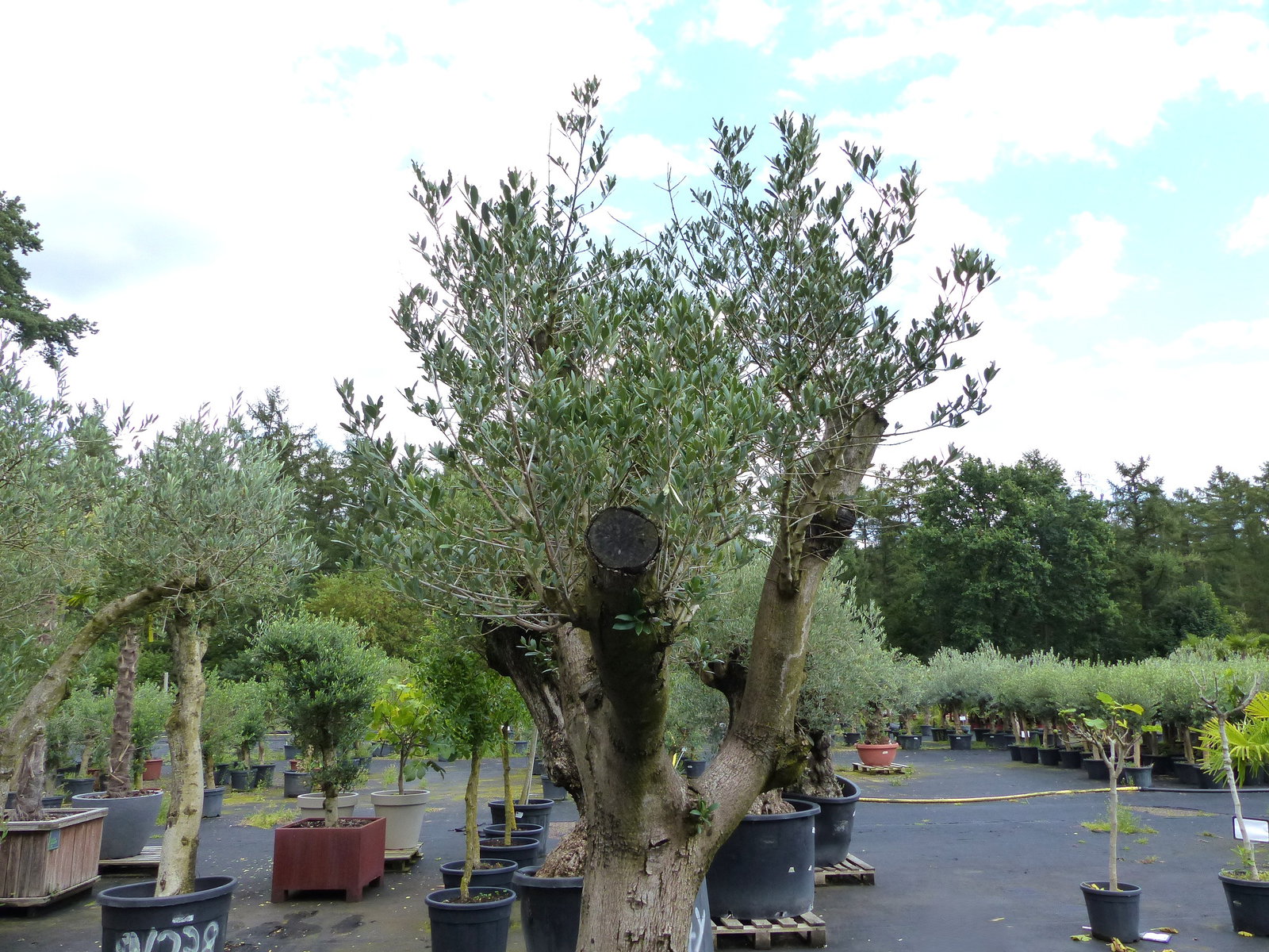 exakt dieser Baum Nr. A , 240 cm, Olivenbaum 'Angebot' verzweigte Olive winterhart