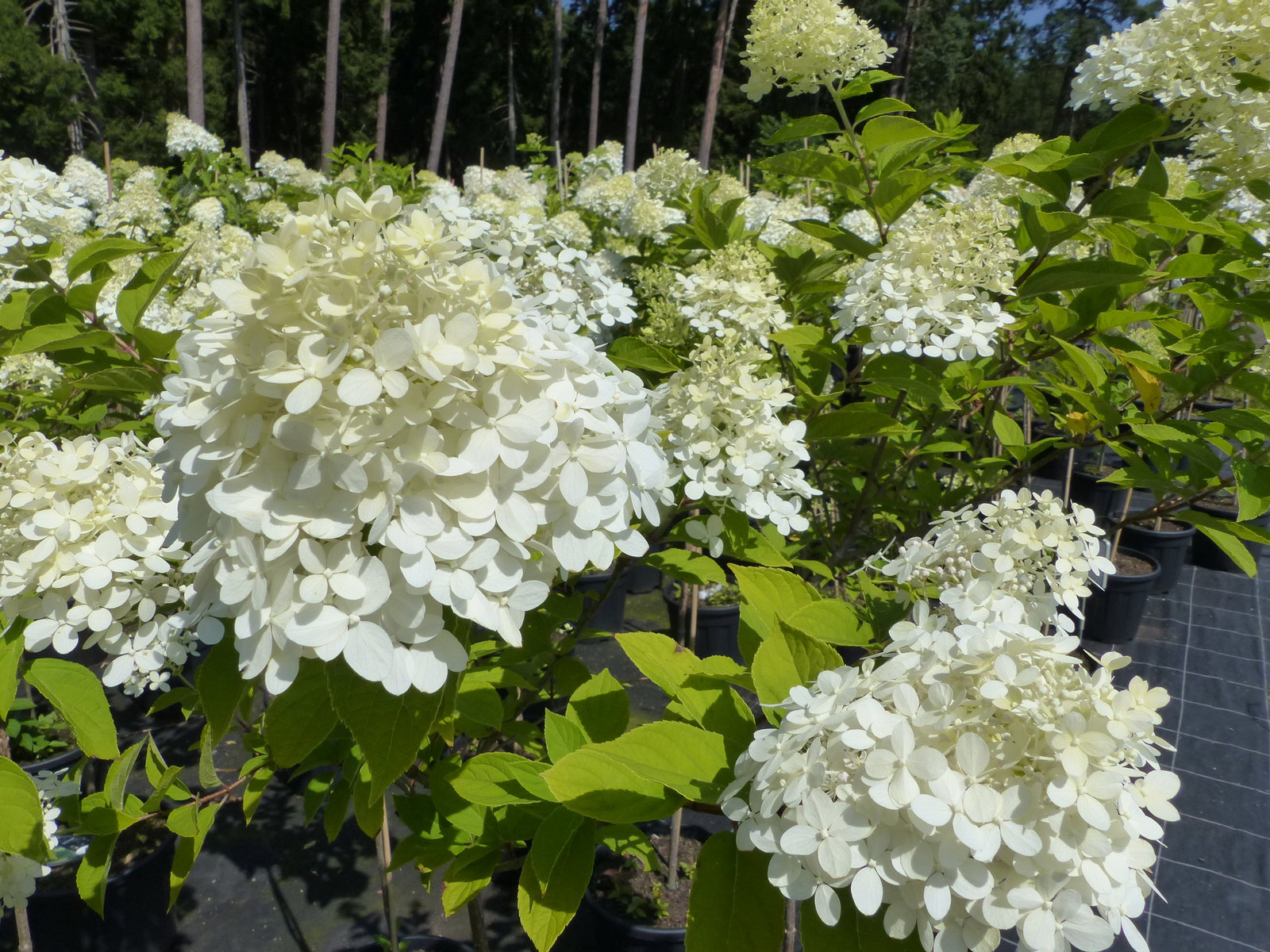 Hortensie Rispenhortensie Stamm 150 - 170 cm Limelight weiß Hydrangea Paniculata winterhart
