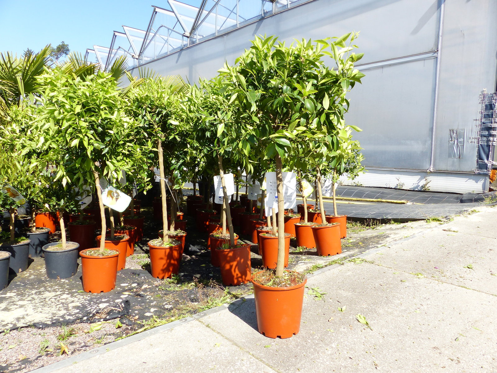 Citrus Yuzu 100 - 120 cm, Zitronenbaum Zitrone, japanische Zitrone, winterhart