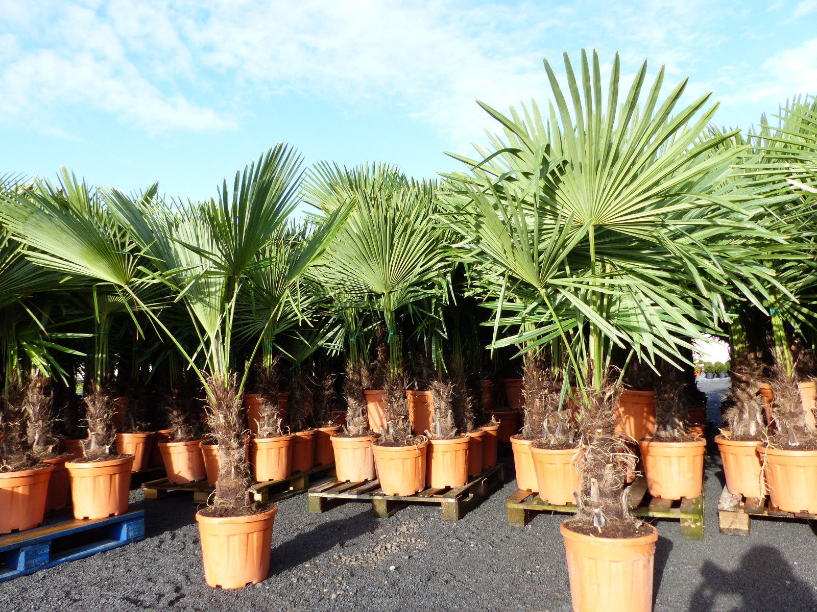 XXL Palme winterhart 180 cm Trachycarpus fortunei, Hanfpalme, Top-Qualität