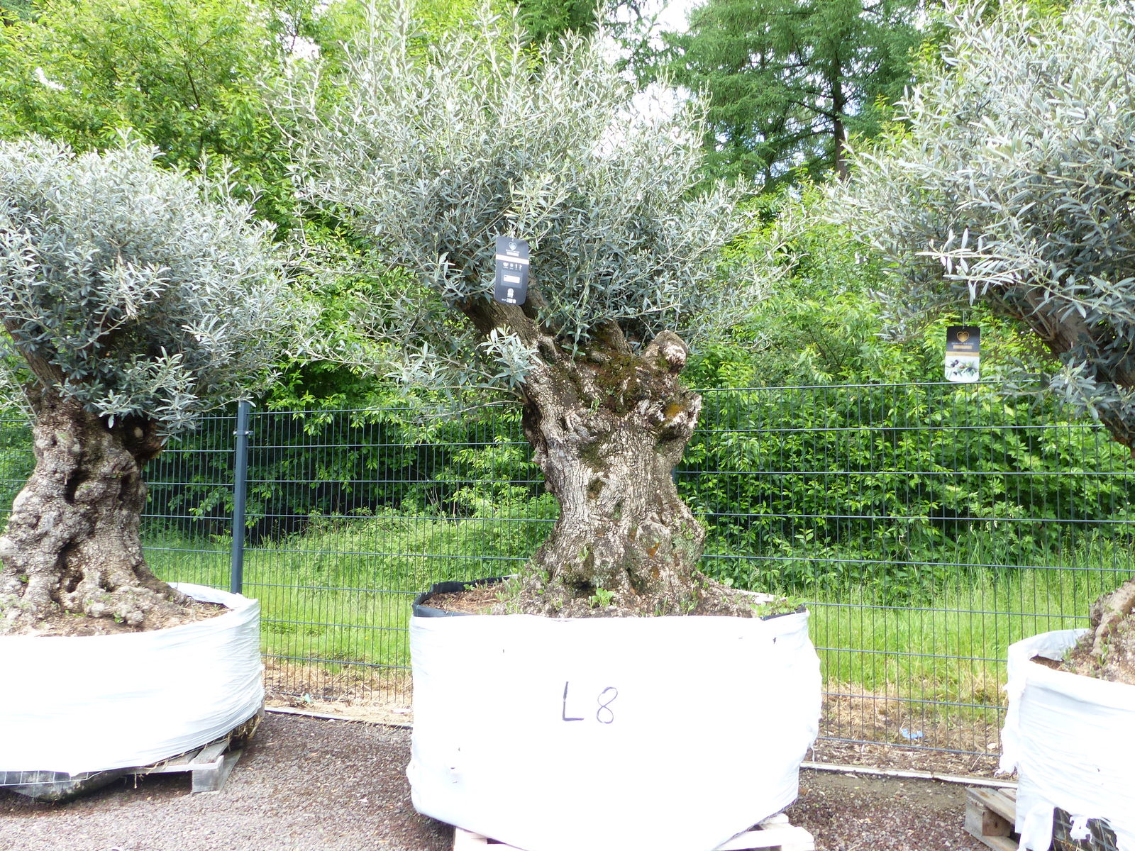 genau dieser Baum L8 Olivenbaum 265 cm, knorrige alte urige Olive winterhart