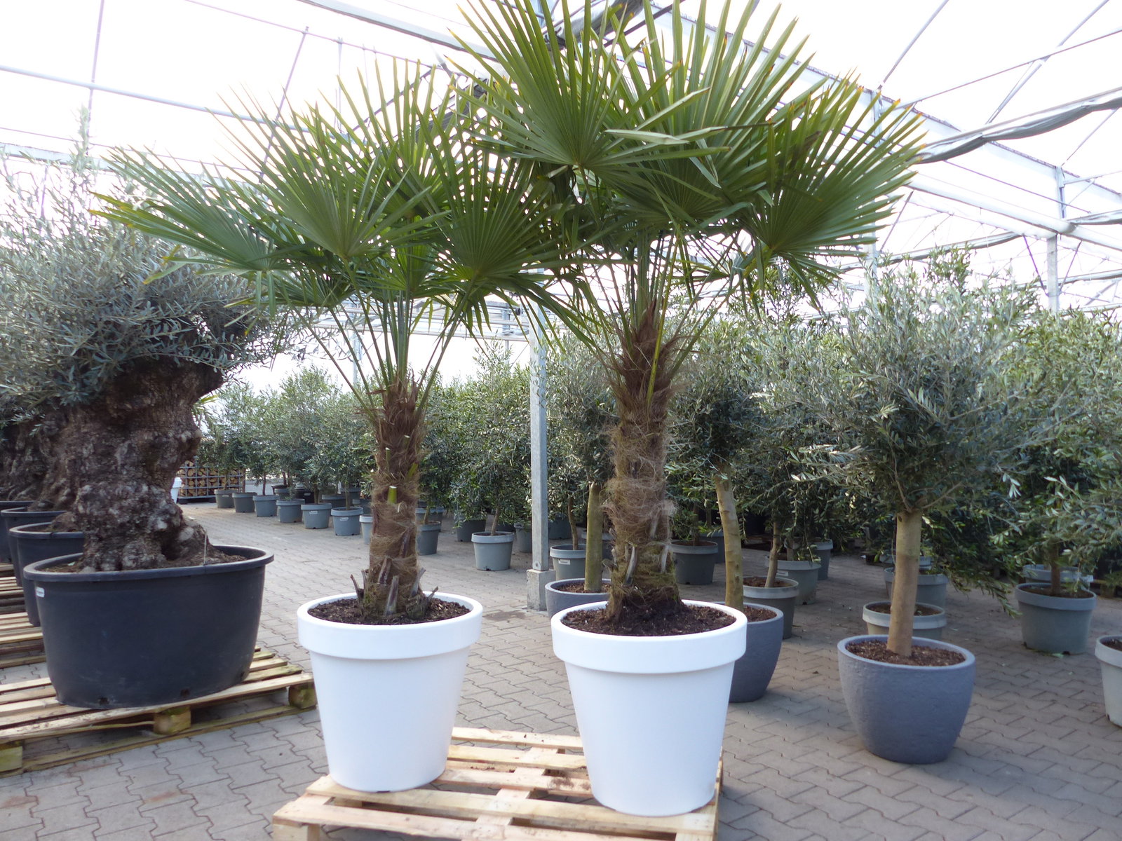 XXL Palme 230 cm | Stamm 80 cm | Trachycarpus fortunei winterhart inkl. Pflanzkübel weiß, Hanfpalme, Top-Qualität
