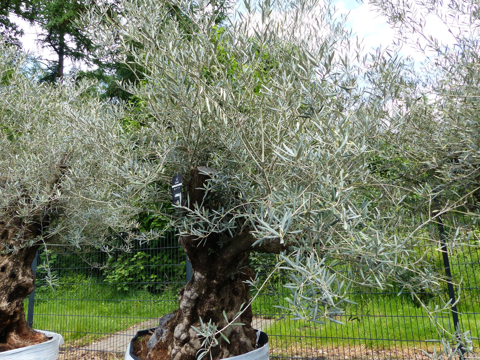 genau dieser Baum L2 Olivenbaum 250 cm, knorrige alte urige Olive winterhart