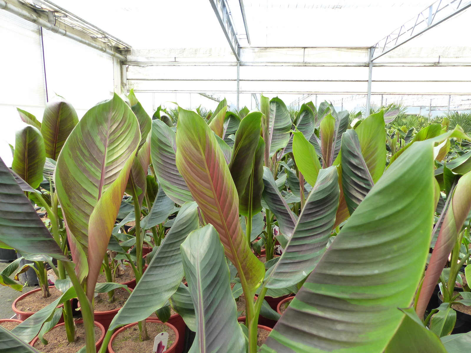 Bananenstaude Banane Musa Sikkimensis Red Tiger Banane 100 - 120 cm  winterhart Staude
