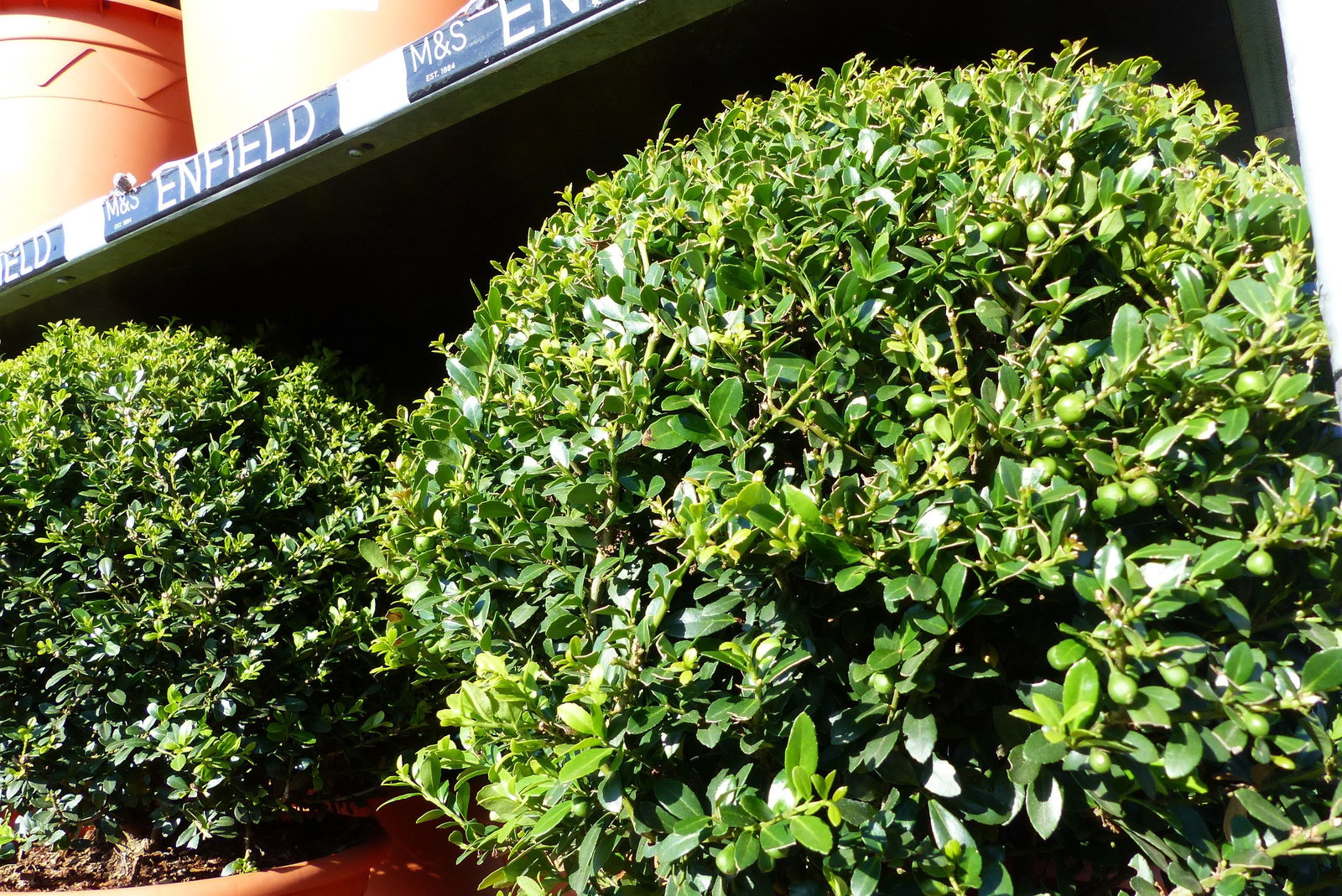 2 Stück PREMIUM Ilex crenata Stokes Kugel rund Ø 40 - 45 cm Buchsbaum Ersatz winterhart + robust