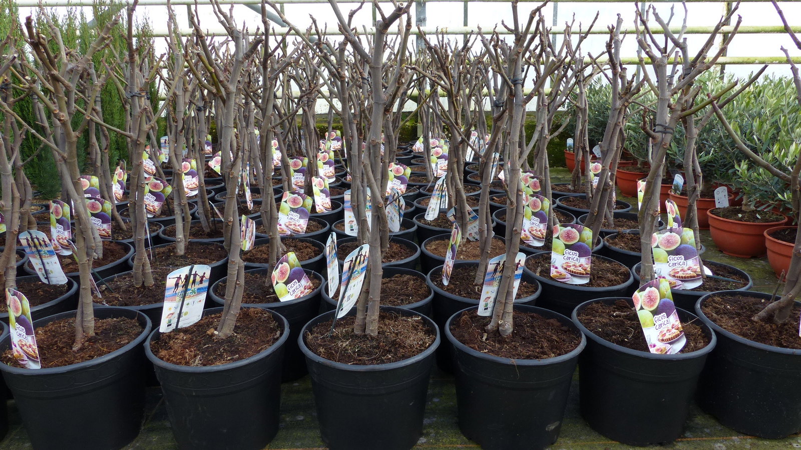Feigenbaum - hell UND dunkel - in 1 Topf, Obstbaum, winterhart, Ficus Carica, Feige