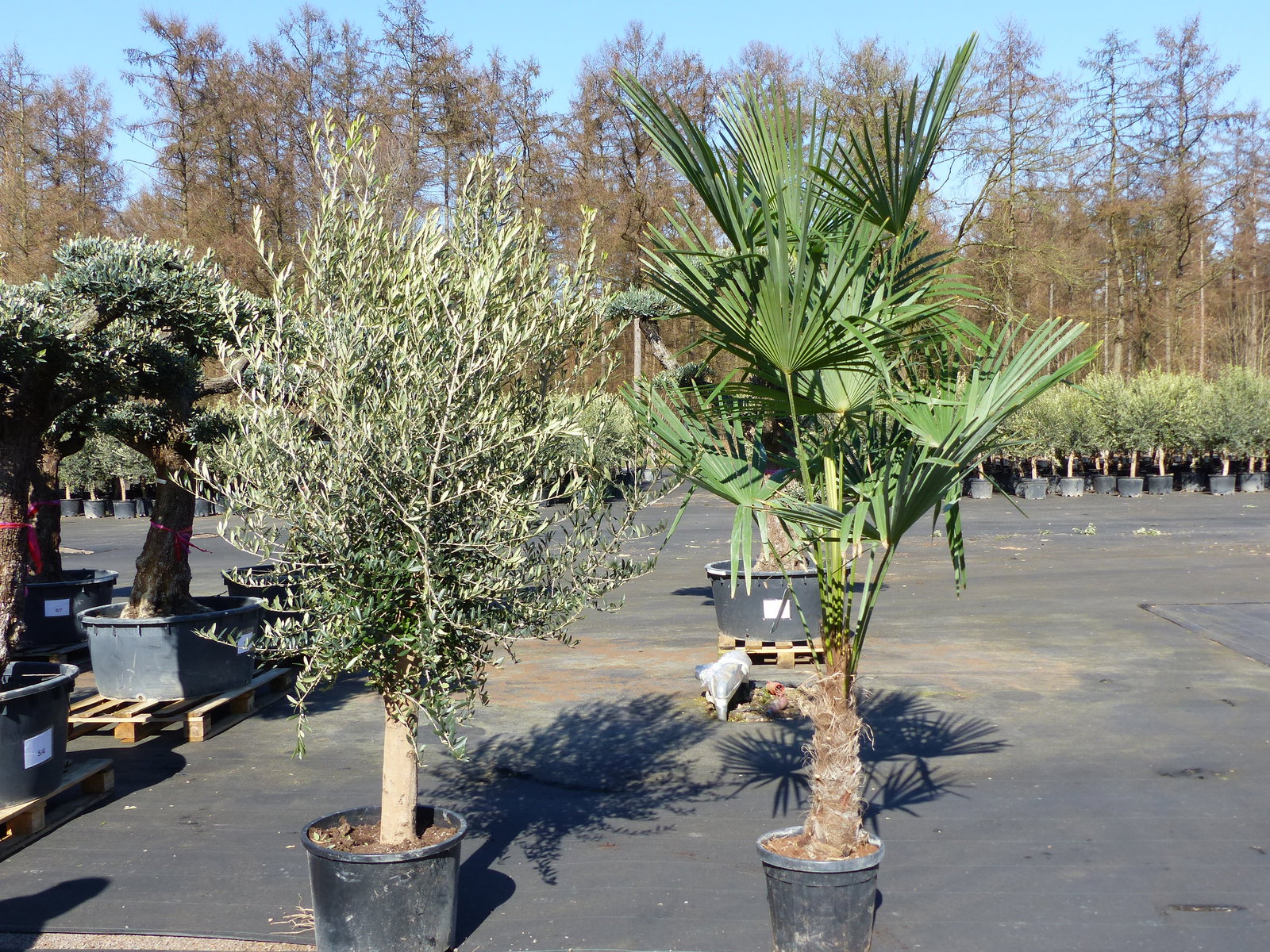 Olivenbaum 20J 180 - 220 cm St.20-30  + 20L Palme St.40 - 60 cm im Set, beste Qualität, winterhart, Trachycarpus Olive