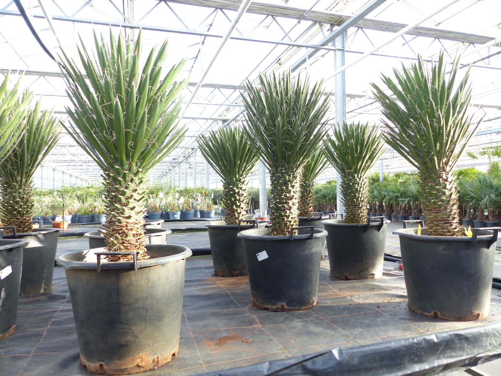 Yucca Palme Filifera, 90 cm, Stamm 20 - 30 cm Tambasi Yucca, winterhart -13 Grad