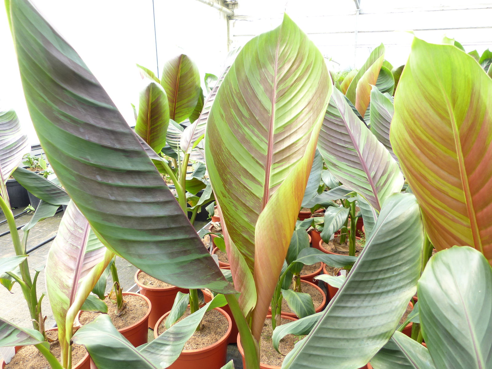 Bananenstaude Banane Musa Sikkimensis Red Tiger Banane 100 - 120 cm  winterhart Staude