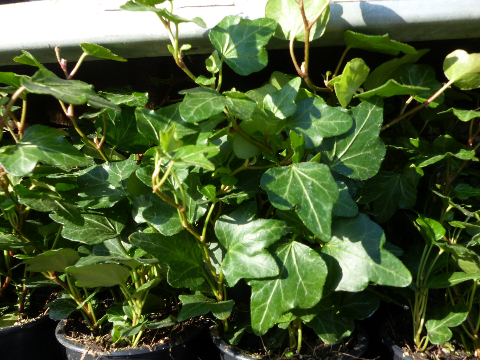 25 Stück Efeu Hedera helix 20 - 35 cm Heckenpflanze winterhart Kletterpflanze Hecke Sichtschutz blickdicht