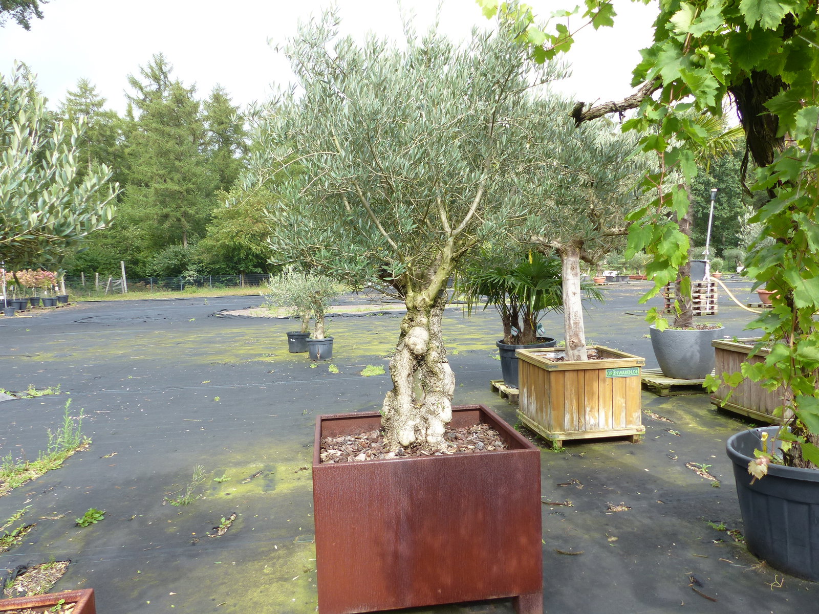 genau dieser Olivenbaum 245 cm Olea Europaea verzweigte Olive winterhart im Cortenstahlkübel 90 x 90 cm