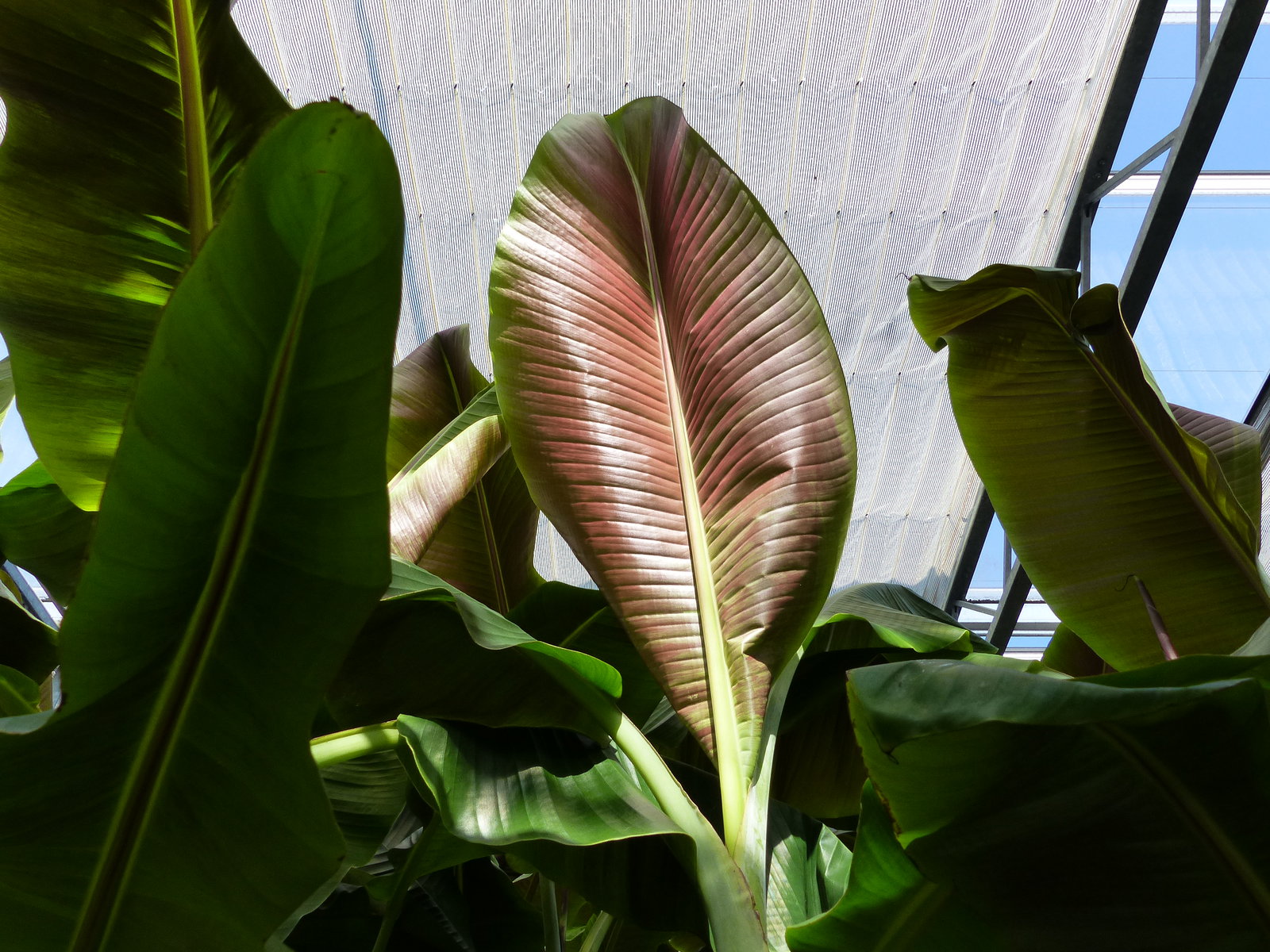 Musa Itinerans Forma India | Bananenstaude | 140 - 170 cm