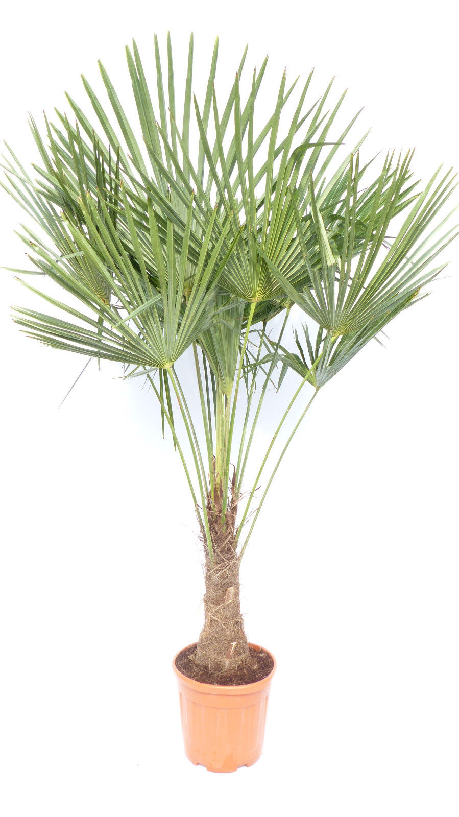 XXL Palme winterhart 140 - 160 cm Trachycarpus fortunei, Hanfpalme, Top-Qualität